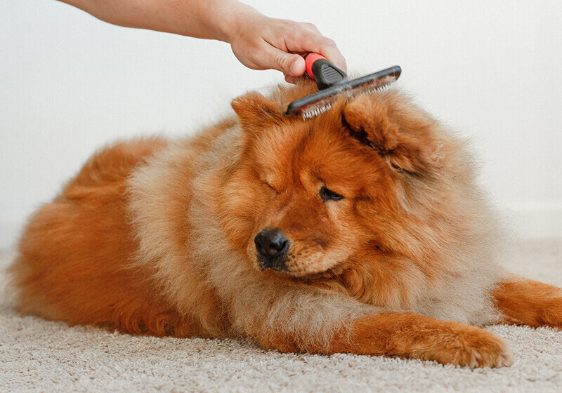 pet-grooming-04